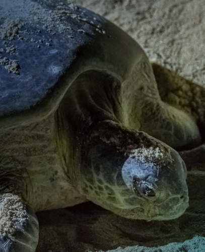 Raz al Jinz Turtle Reserve