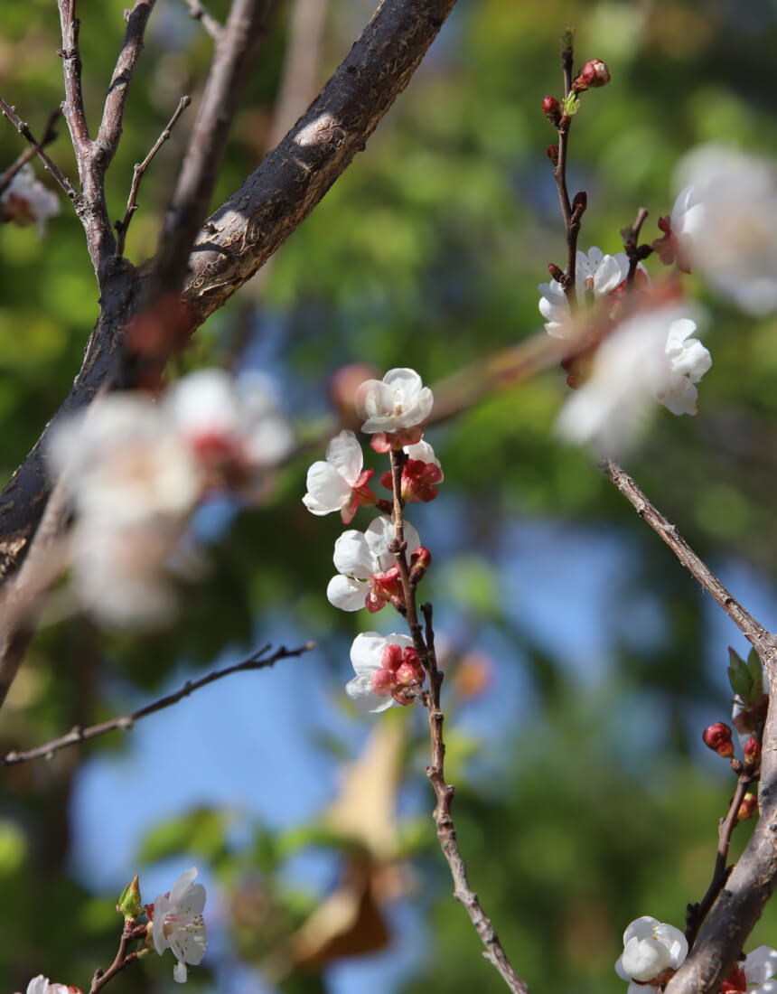 Spring bird migration over Musandam and Ras Al Hadd