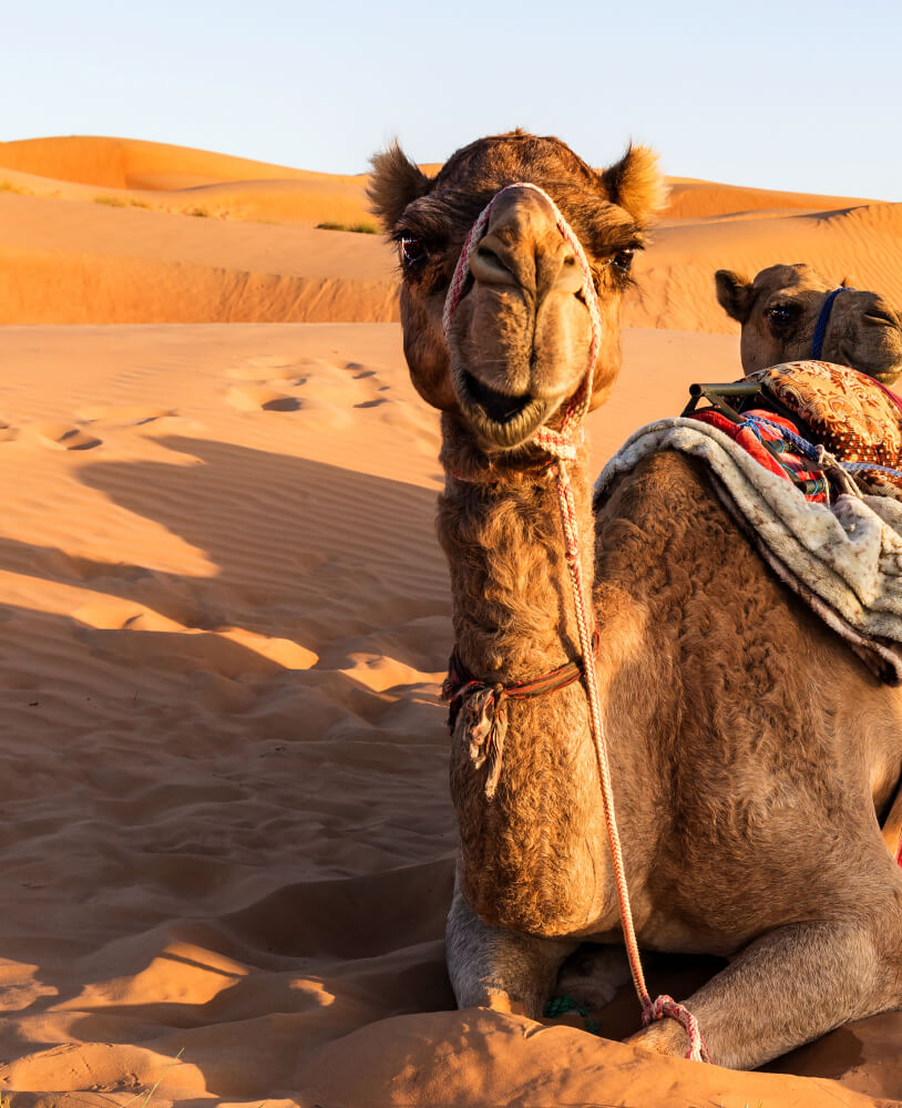 The unique nature and wildlife of the desert