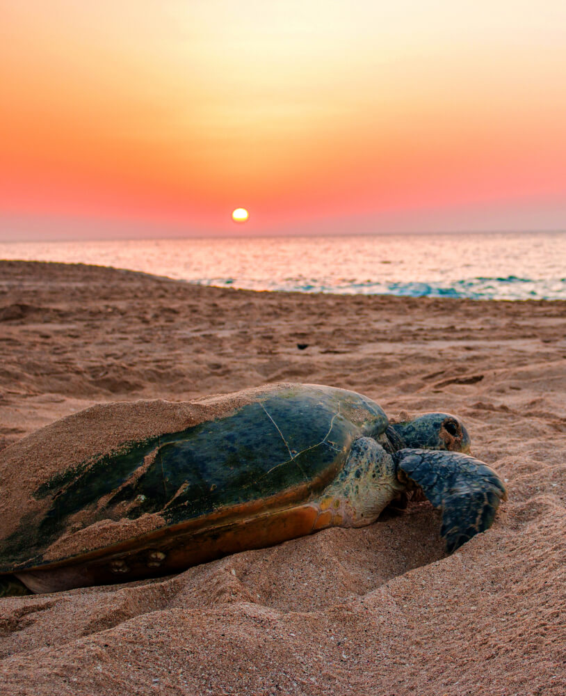 Turtle-watching at the Ras Al Jinz Reserve