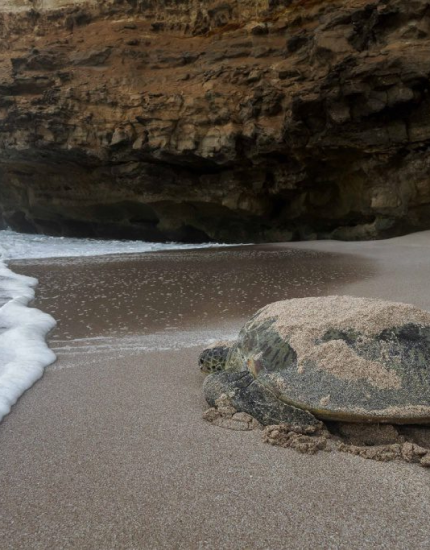 Omani mosque architecture